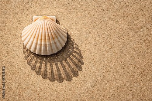 Coarse sand and scallop shell geometric shadows with deep fo