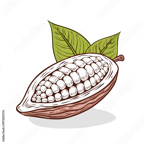 Detailed illustration of a ripe cocoa pod cut open revealing the white beans and green leaves