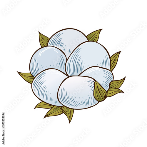 Delicate hand drawn illustration of a cotton boll surrounded by lush green leaves