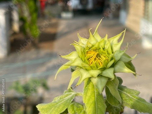 Tablou pe pânză A detailed horizontal close up of a green sunflower bud Helianthus annuus showing texture and sepals before blooming