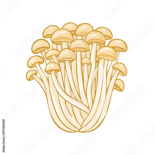 Bunch of Enoki Mushrooms with Thin Stems and Small Caps Illustration