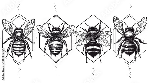 Four stylized illustrations of honeybees within hexagonal frames, in black and white, against a white background