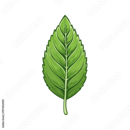 Vibrant green leaf illustration with detailed veins and serrated edges symbolizing freshness and nature