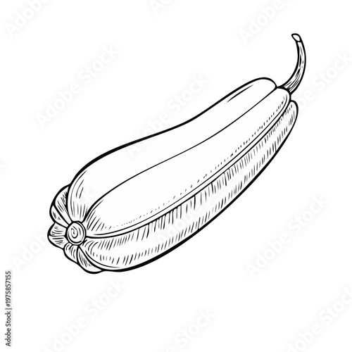 Hand drawn illustration of a single oblong squash with stem and blossom end detail