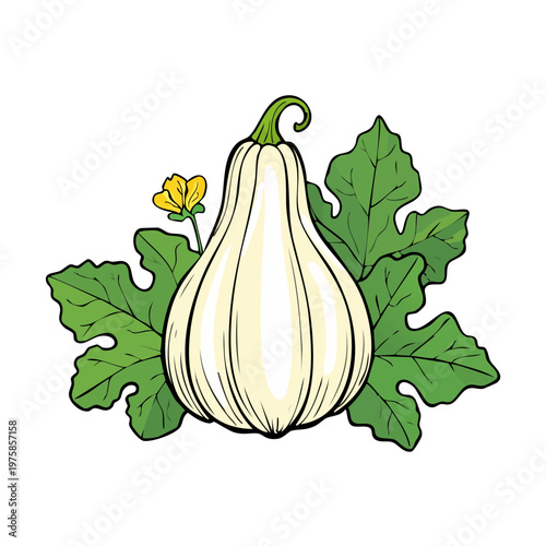 Pale green squash with a yellow flower and broad green leaves illustration