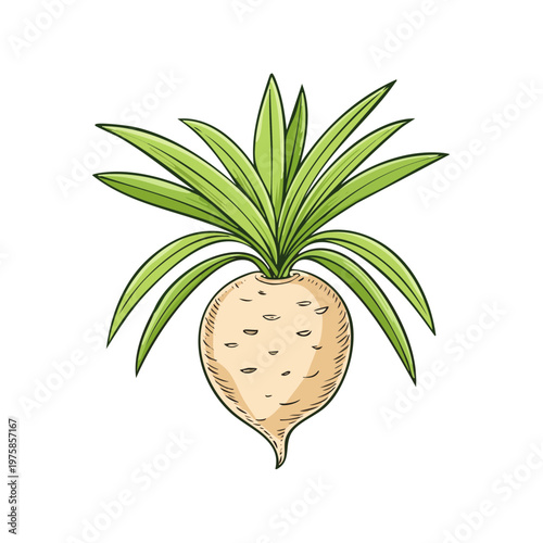 Fresh Celeriac Root Vegetable with Green Leafy Tops Isolated on White