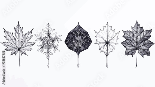 Monochrome illustration of various leaves against a white backdrop. Featuring detailed vein structures