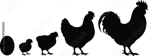 A collection of black chicken silhouettes showing the life cycle stages from egg and small chick to fully grown hen and rooster isolated on white.