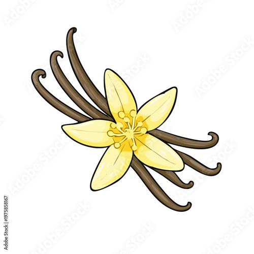 Fragrant Vanilla Bean and Yellow Orchid Flower Illustration