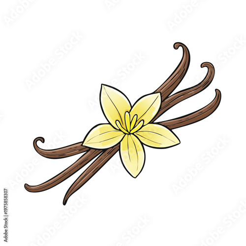 Delicate hand drawn vanilla flower and beans illustration for cooking and baking