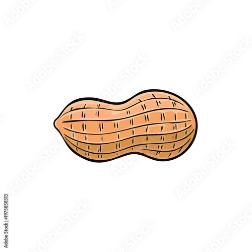 Isolated Peanut Illustration with Textured Shell and Detailed Grooves