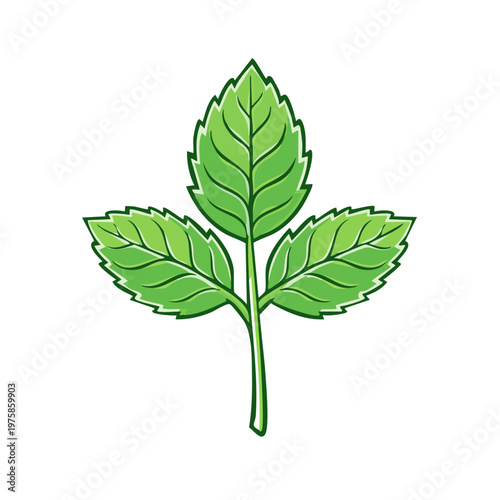 Illustration of three green mint leaves with serrated edges against a white background