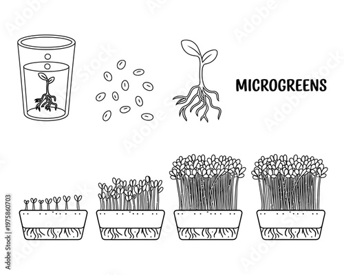 Microgreens growing stages from seeds to sprouts in pots and glass