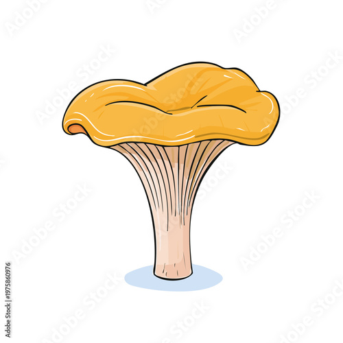 Vibrant yellow chanterelle mushroom with detailed gills and stem, isolated on white background illustration