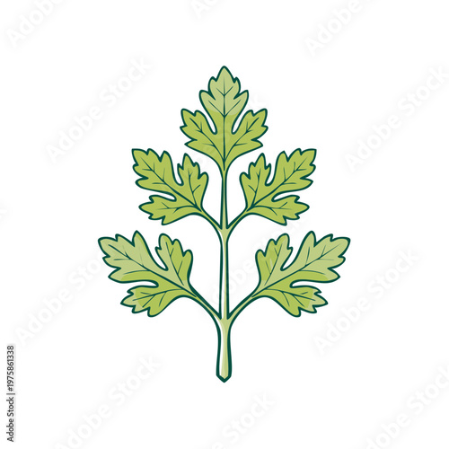 Illustration of a fresh green parsley leaf and stem isolated on a white background
