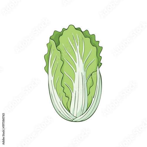 Illustration of a fresh head of Napa cabbage with green leaves and white stem on a white background