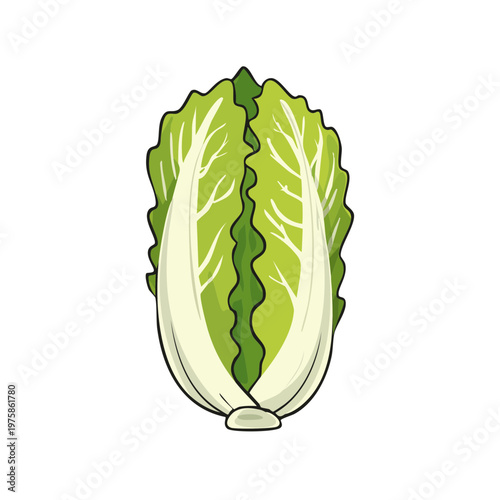 Fresh Napa cabbage vegetable illustration isolated on white background healthy food ingredient