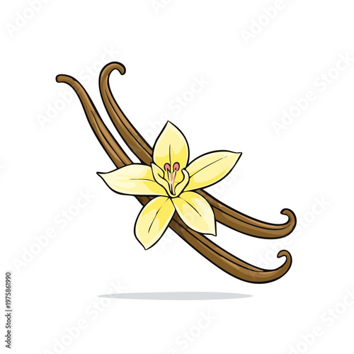 Delicate Vanilla Flower and Pods Hand Drawn Illustration for Culinary and Aromatic Applications