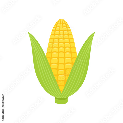 Healthy Yellow Corn Cob with Green Leaves in a Field