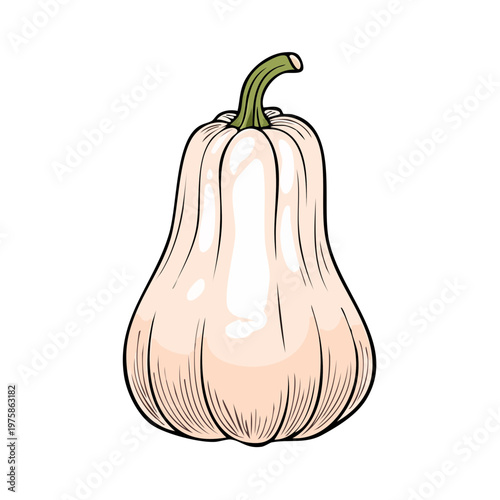Butternut squash isolated on a white background with a green stem drawing
