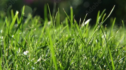 Macro view of fresh green grass in bright summer sunlight as thin blades bend gently, shimmer with moving highlights, and sway softly in a light breeze across a calm garden lawn.