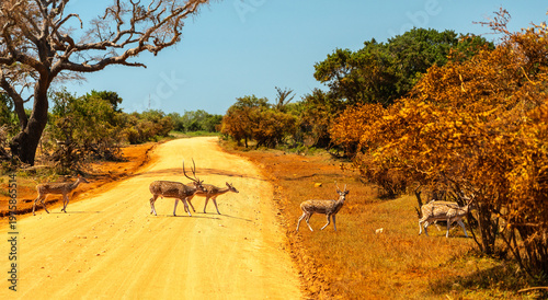 Fényképezés The chital (Axis axis), also called spotted deer and axis deer