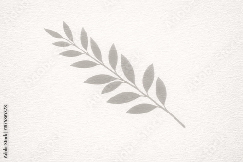 Symmetrical olive branch shadows on art paper with scan like clarity
