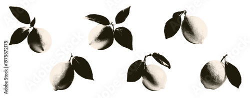 Lemon citrus halftone art collage cut outs set. Paper clippings, organic food stickers with vintage dot texture Retro vector mediterranean botanical illustration.   