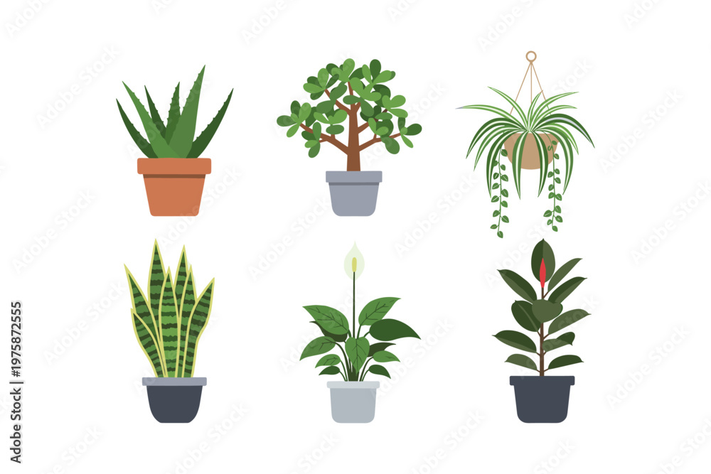 Fototapeta premium Assorted Potted Houseplants Collection