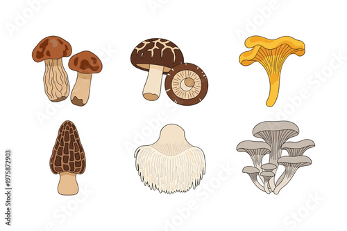 Assorted Edible Mushroom Collection