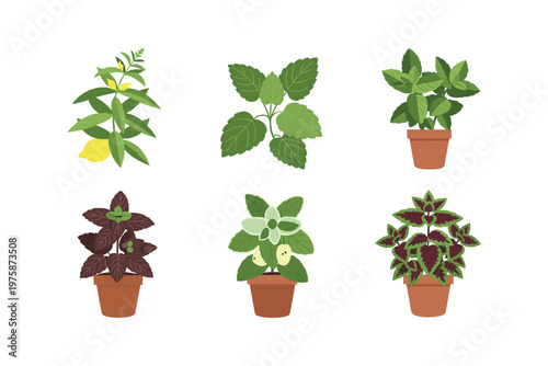 Photos Assorted Potted Herbs and Plants
