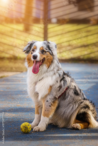 portrait of an Australian Shepherd dog on a summer lawn on a sunny day