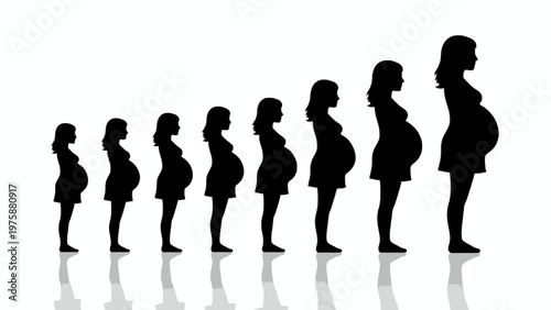 Pregnant Woman Stages Silhouette Illustrating Monthly Development
