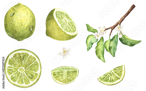 Fotografie Watercolor lime citrus set: whole fruit, half, slice, wedge, branch, leaves, white blossom