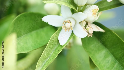 Orange blossom white flowers buds green leaves macro closeup fragrant citrus spring mediterranean spain
