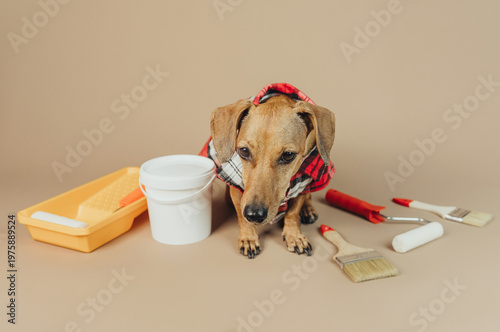 Foto Dachshund in plaid shirt facing camera with painting tools, concept interior dec