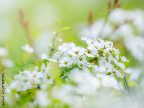可愛らしい小さな花。春の公園や花壇を彩るユキヤナギの花のある風景。雨上がりの水滴のある爽やかな雰囲気。自然風景素材