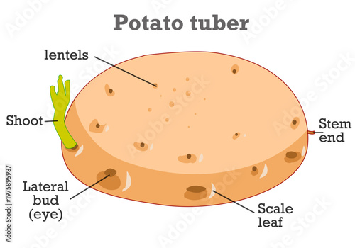 Sprouted potato tuber anatomy. Parts of potatoes plant parts. Illustration vector