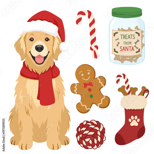 Golden Retriever dog in Santa hat and red scarf with Christmas pet treats gingerbread man toy and holiday stocking on a transparent background.