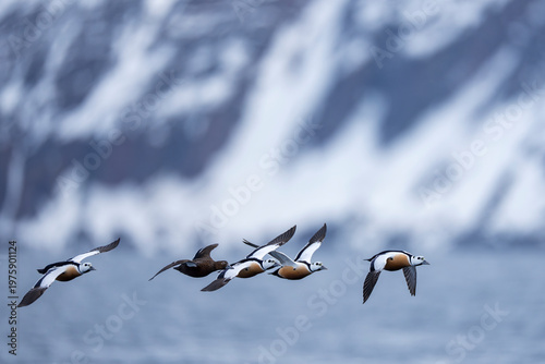 Steller's eider fly over water