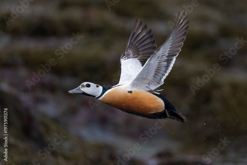 Steller's eider fly over water