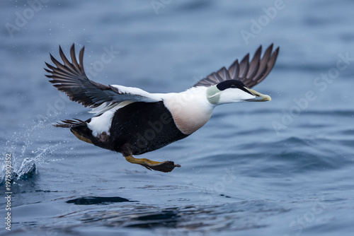 Foto Common Eider fly over the sea