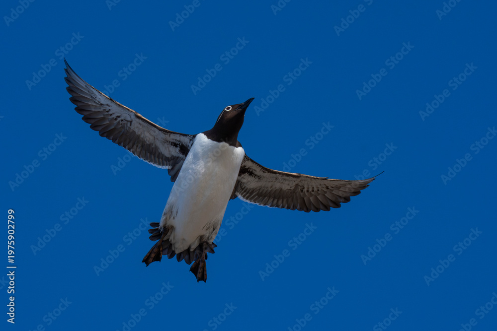 Fototapeta premium Common murre or common guillemot fly in blue sky