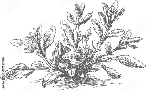 vintage botanical illustration of mugwort plant with detailed leaves and roots