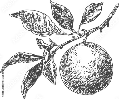 Detailed vintage orange fruit on branch with leaves botanical sketch illustration
