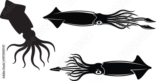 Black silhouettes of three different squid species are displayed