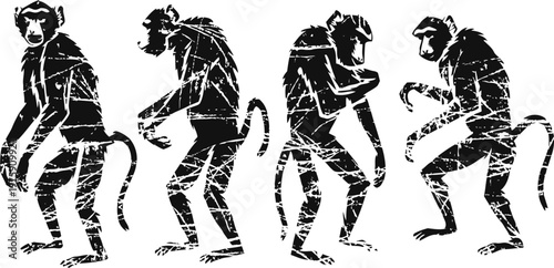 silhouette of four monkeys in different poses primate figures, wild animal shapes, isolated on white background