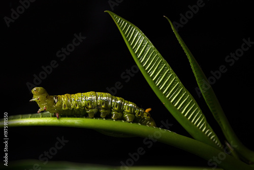 White-lined Sphinx Moth caterpillar (Hyles lineata) feeding on its natural plant over black background
