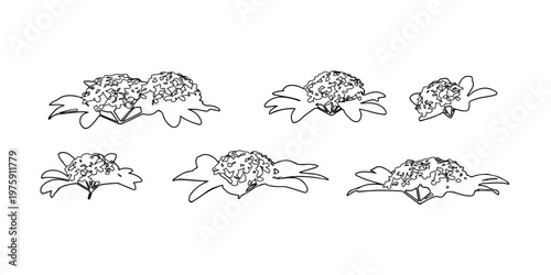 Black and white line drawings of six flowering plants with detailed petals and cluster heads