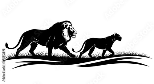 Majestic lion and lioness walking together in a powerful silhouette.